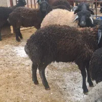 بره نره چاق|حیوانات مزرعه|ساوه, |دیوار