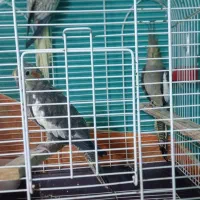 عروس هلندی نروماده