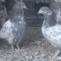 کبوتر پاکستانی