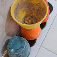 گلدان پلاستیکی|گل و گیاه طبیعی|قم, شاه ابراهیم|دیوار