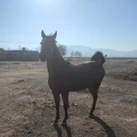 فروش‌مادیان