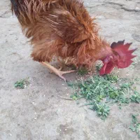 یک عددخروس فشنی