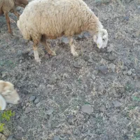 گوسفند جوان ننه بالا