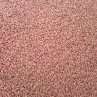 گندم آبی و دیم اصلاح شده و سم زده