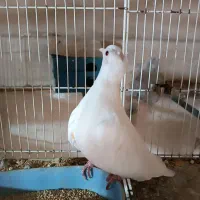 کبوتر|پرنده|مشهد, کوشش|دیوار