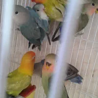 کوتوله برزیلی|پرنده|شیراز, سعدیه شمالی|دیوار