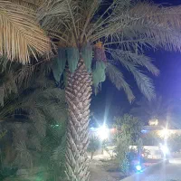 فروش خونه باغ لاور رزمی خورموج|فروش خانه و ویلا|خورموج, |دیوار