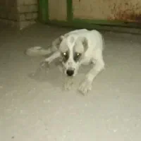 سگ گله|سگ|پیشخور, |دیوار