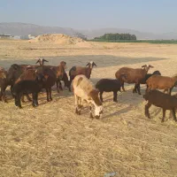 10عدد میش بره