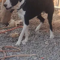 نرافغان یکساله