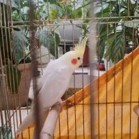 عروس هلندی سفید