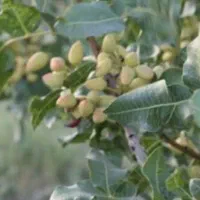 درختان پسته ۳۰۰۰متر آب چاه نیم ساعت سند تک‌برگ