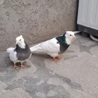 جفت طوقی پاک