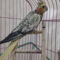 عروس هلندی گم شده محدوده ازادشهر بتول
