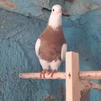 طوقی|پرنده|شهر بابک, |دیوار