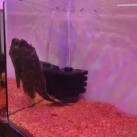 ماهی لجنخوار 20cmمعاوضه با بخاری آکواریوم|ماهی|محمدشهر, شهرک پیام (مهرالبرز)|دیوار