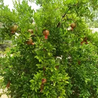 باغ شهری سیاخ دارنگون مجموعه باغات گلدشت|فروش زمین و ملک کلنگی|شیراز, محمدیه|دیوار