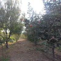 باغ در قاسم آبادتهرانچی