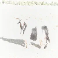 فروش پازن (دوبور) ۲رون