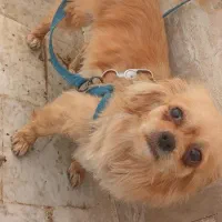 واگذاری سگ .|سگ|اسلامآباد غرب, |دیوار