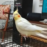 عروس هلندی وکتوله مرغ عشق