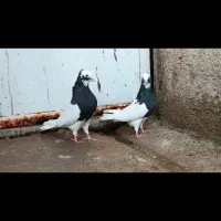 کبوتر طوقی|پرنده|شیراز, شاهچراغ|دیوار