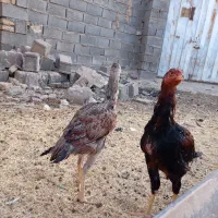 یک جفت لاری دانگ بالا6ماه