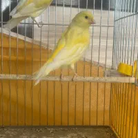 قناری فاکتور