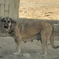 سگ پژدر|سگ|اراک, |دیوار