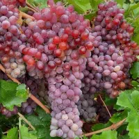 نهال های پر فروش و اقتصادی|خدمات باغبانی و درختکاری|مشهد, آیت الله کاشانی|دیوار