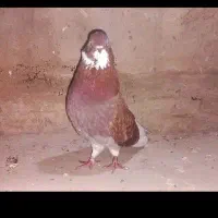 کبوتر نوک قنار