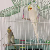 عروس هلندی سخنگو