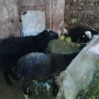 بره نر پروار|حیوانات مزرعه|خرمدشت, |دیوار