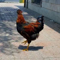 خروس محلی