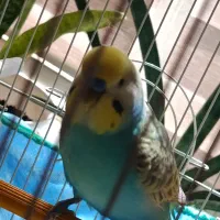 مرغ عشق نر و ماده