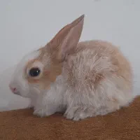 بچه خرگوش