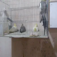 پرنده گمشده