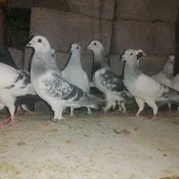 20 تا نر