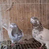 کبوتر پرشی کاشانی