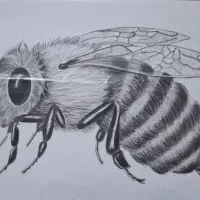 نقاشی سیاه قلم منظره با تکنیک کنته و ذغال|تابلو، نقاشی، عکس|مشهد, ایثارگران|دیوار