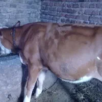 یک عدد گاو هلندی  یک ماه ابستن با گوساله شش ماهه|حیوانات مزرعه|اردبیل, |دیوار