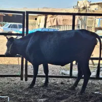 فروش انواع  گوساله وتلیسه پرواری جهت مراسمات|حیوانات مزرعه|خرم‌آباد, |دیوار