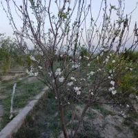 فروش-زمین-کشاورزی