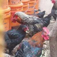 خروس جوان