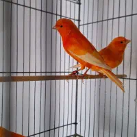 قناری رنگی 2025|پرنده|تهران, صادقیه|دیوار