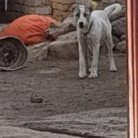 سگ سرابی زات قدیم