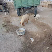 باسلام میش و بره