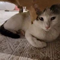 واگزاری واگذاری گربه ماده پنج ماهه