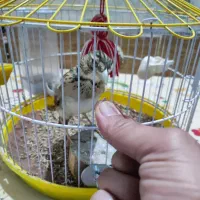 سهره خاکی یا سره قناری قرص بخوان
