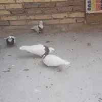 فروش یک جفت کبوتر همراه جوجه ها